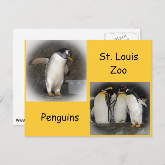 Pinguine im Zoo Postkarte (Vorne/Hinten)