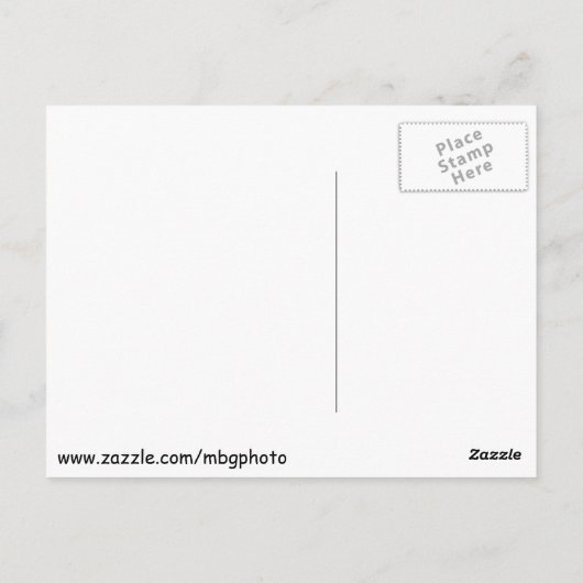 Pinguine im Zoo Postkarte (Rückseite)