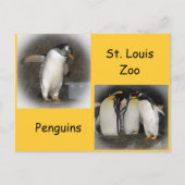 Pinguine im Zoo Postkarte (Vorderseite)