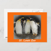 Pinguine im Zoo Postkarte (Vorne/Hinten)