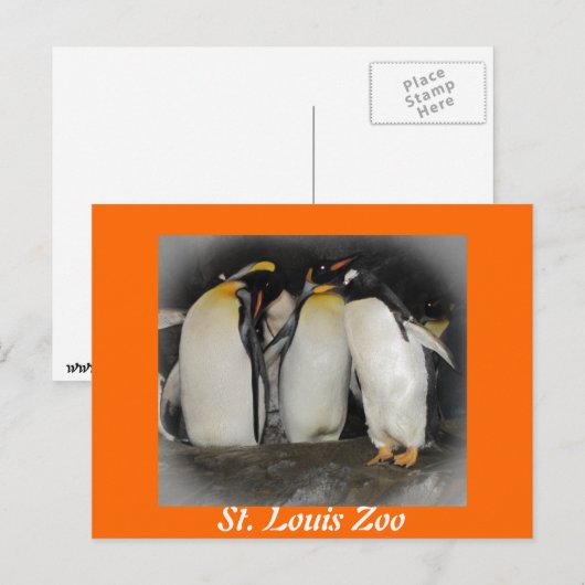 Pinguine im Zoo Postkarte (Vorne/Hinten)