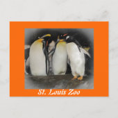 Pinguine im Zoo Postkarte (Vorderseite)