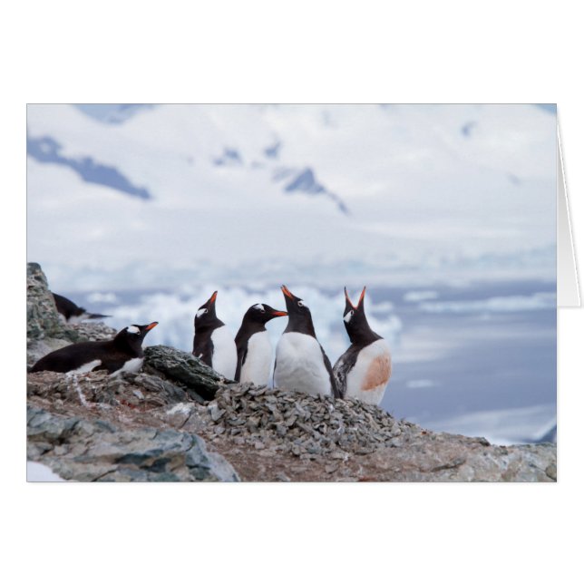 Pinguine in der Antarktis (Vorderseite (Horizontal))