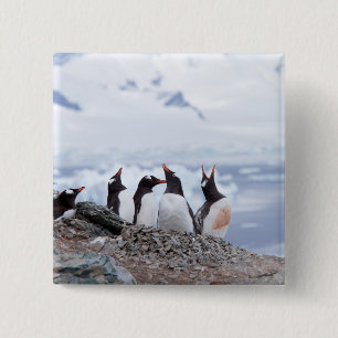 Pinguine in der Antarktis Button