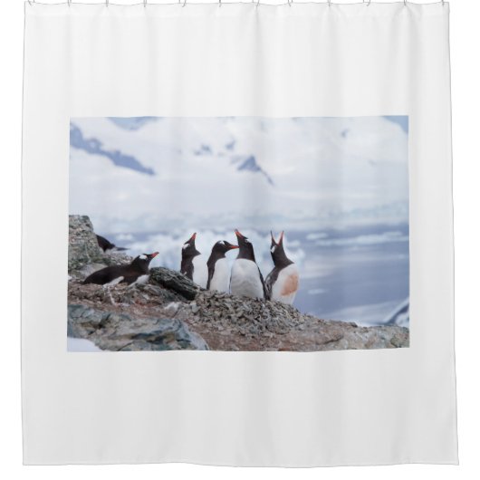 Pinguine in der Antarktis Duschvorhang (Vorderseite)