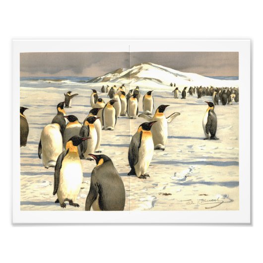 Pinguine in der Antarktis Fotodruck (Vorne)