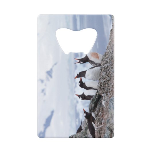 Pinguine in der Antarktis Geldbeutel Flaschenöffner (Vorderseite)