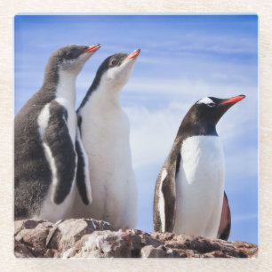 Pinguine in der Antarktis Glasuntersetzer
