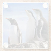 Pinguine in der Antarktis Glasuntersetzer (Rückseite)