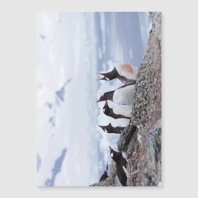 Pinguine in der Antarktis Magnetkarte (Vorderseite)