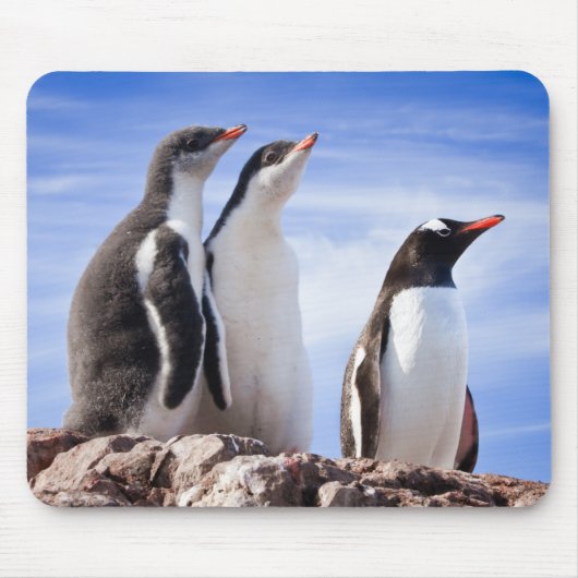Pinguine in der Antarktis Mousepad (Vorne)
