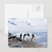 Pinguine in der Antarktis Postkarte (Vorne/Hinten)