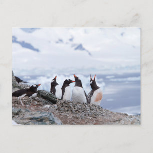 Pinguine in der Antarktis Postkarte