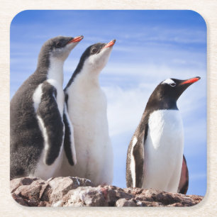 Pinguine in der Antarktis Rechteckiger Pappuntersetzer