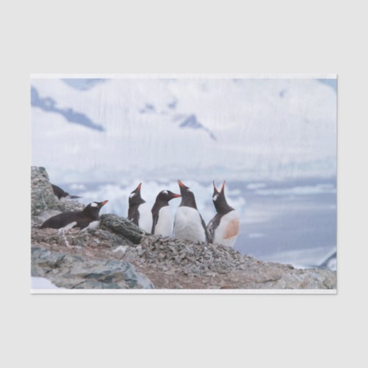 Pinguine in der Antarktis Seidenpapier (Vorderseite)