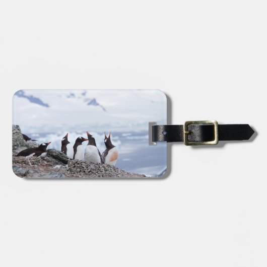 Pinguine in der Landschaft der Antarktis Gepäckanhänger (Vorderseite horizontal)