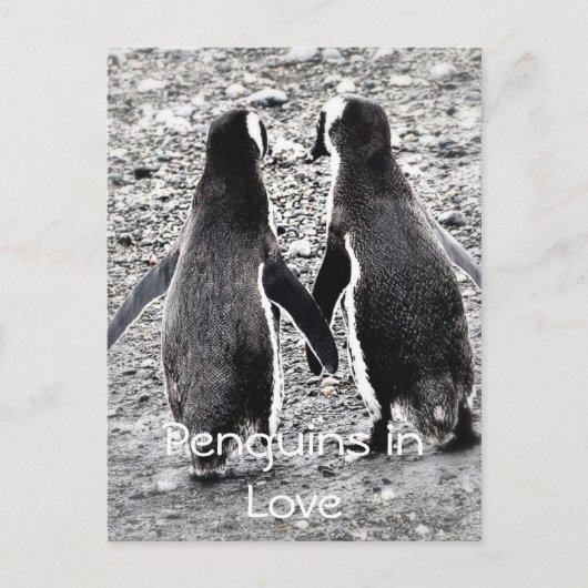 Pinguine in der Liebe Postkarte (Vorderseite)