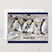 Pinguine in frigider Antarktis Postkarte (Vorne/Hinten)