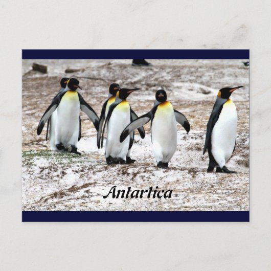 Pinguine in frigider Antarktis Postkarte (Vorderseite)