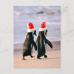 Pinguine in Weihnachtsmannmützen am Strand Feiertagspostkarte