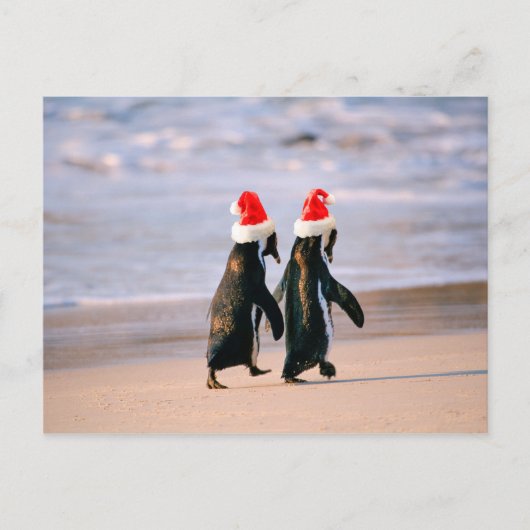 Pinguine in Weihnachtsmannmützen am Strand Feiertagspostkarte (Vorderseite)