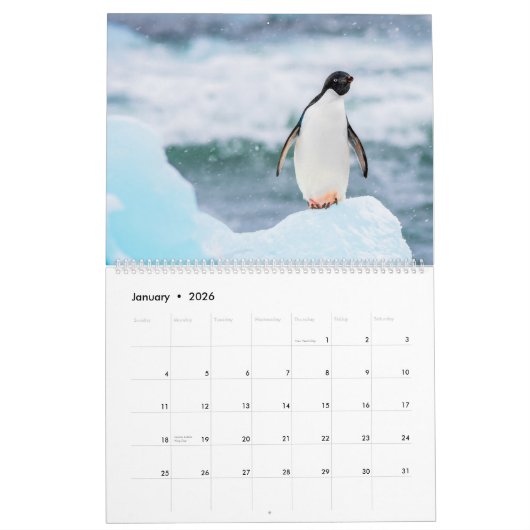 Pinguine Kalender (Jan 2026)