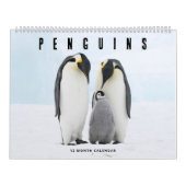 Pinguine Kalender (Titelbild)