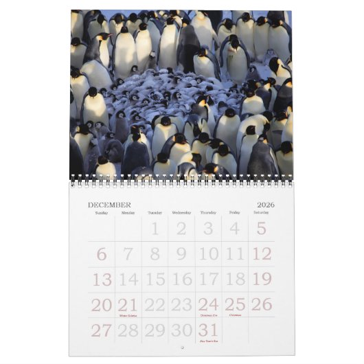 Pinguine Kalender (Dez 2026)