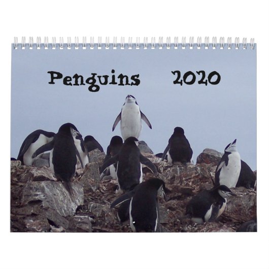 Pinguine - Kalender 2020 (Titelbild)