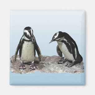 Pinguine Magnet
