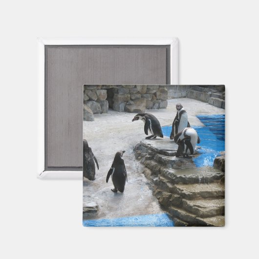 Pinguine Magnet (Vorderseite/Rückseite)
