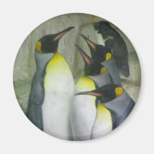 Pinguine, Magnet