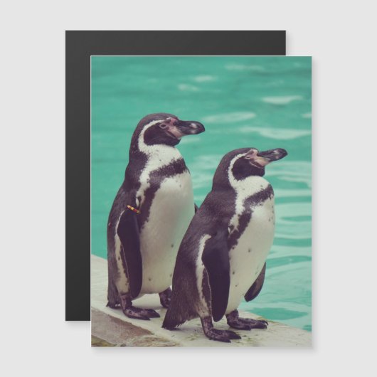 Pinguine Magnetkarte (Vorne/Hinten)