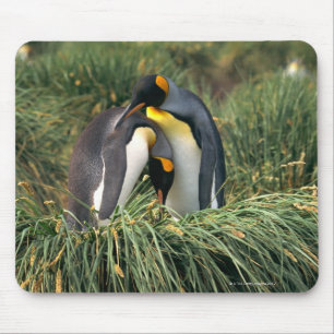 Pinguine Mousepad