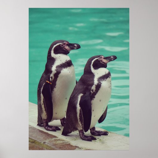 Pinguine Poster (Vorne)