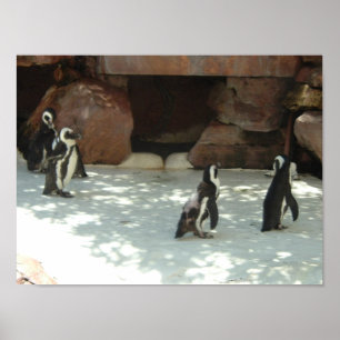 Pinguine Poster