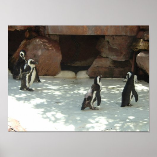 Pinguine Poster (Vorne)