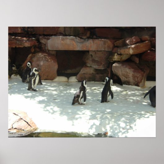 Pinguine Poster (Vorne)