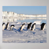 Pinguine Poster (Vorne)