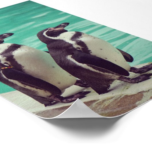 Pinguine Poster (Ecke)
