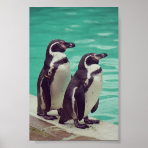 Pinguine Poster