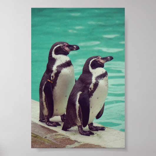 Pinguine Poster (Vorne)