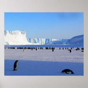 Pinguine Poster