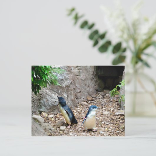 Pinguine Postkarte (Stehend Vorderseite)