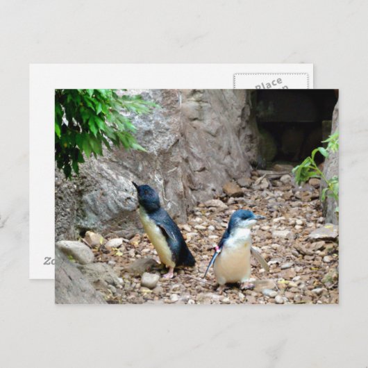 Pinguine Postkarte (Vorne/Hinten)