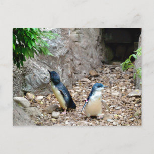 Pinguine Postkarte