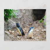 Pinguine Postkarte (Vorderseite)