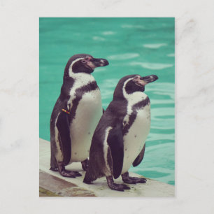 Pinguine Postkarte