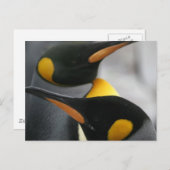 Pinguine Postkarte (Vorne/Hinten)