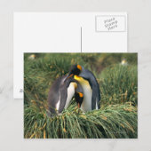 Pinguine Postkarte (Vorne/Hinten)
